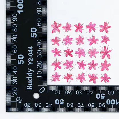 DF 61 Bright Pink White Sandalwood Small Pressed Dried Flower ( 1 pc ) Plain dried flower for Resin Art (Copy)