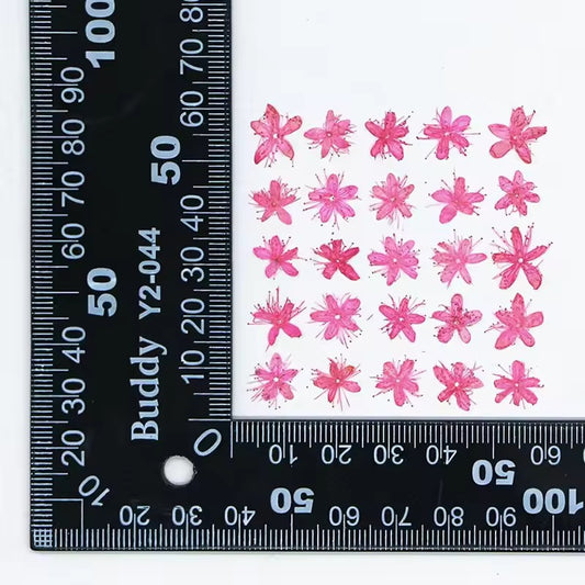 DF 61 Bright Pink White Sandalwood Small Pressed Dried Flower ( 1 pc ) Plain dried flower for Resin Art (Copy)