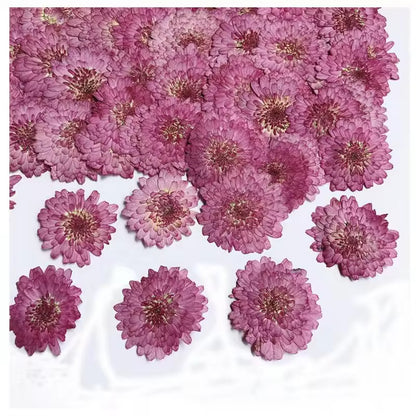 DF 38 Purple Needle Chrysanthemum Pressed Dried Flower ( 1 pc ) plain dried flower for Resin Art