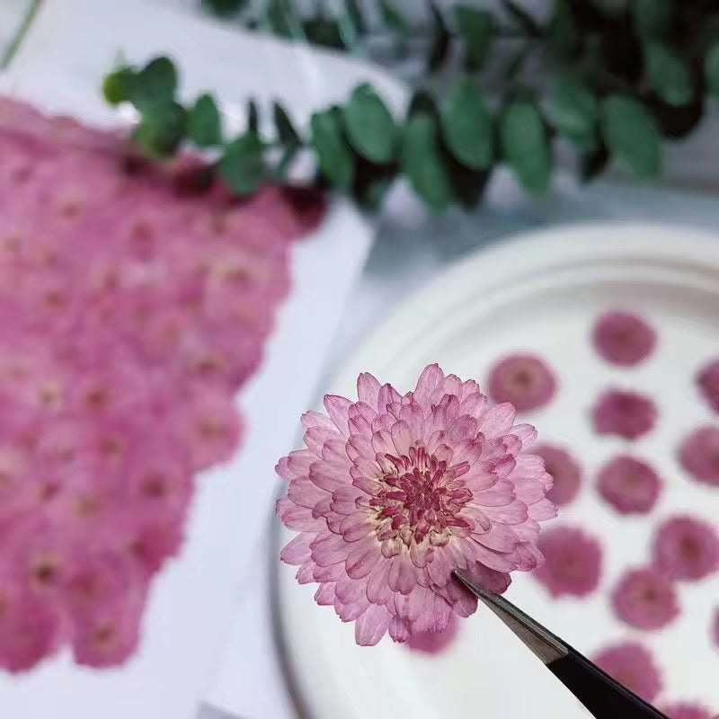 DF 38 Purple Needle Chrysanthemum Pressed Dried Flower ( 1 pc ) plain dried flower for Resin Art