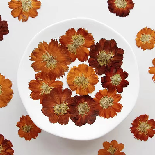 DF 16 Orange Chrysanthemum Pressed Dried Flower ( 1 pc ) Plain dried flower for Resin Art