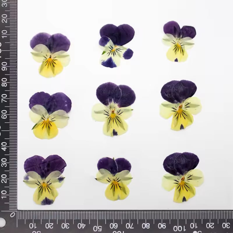 DF 58 Viola pansy violet Pressed Dried Flower ( 1 pc ) plain dried flower for Resin Art