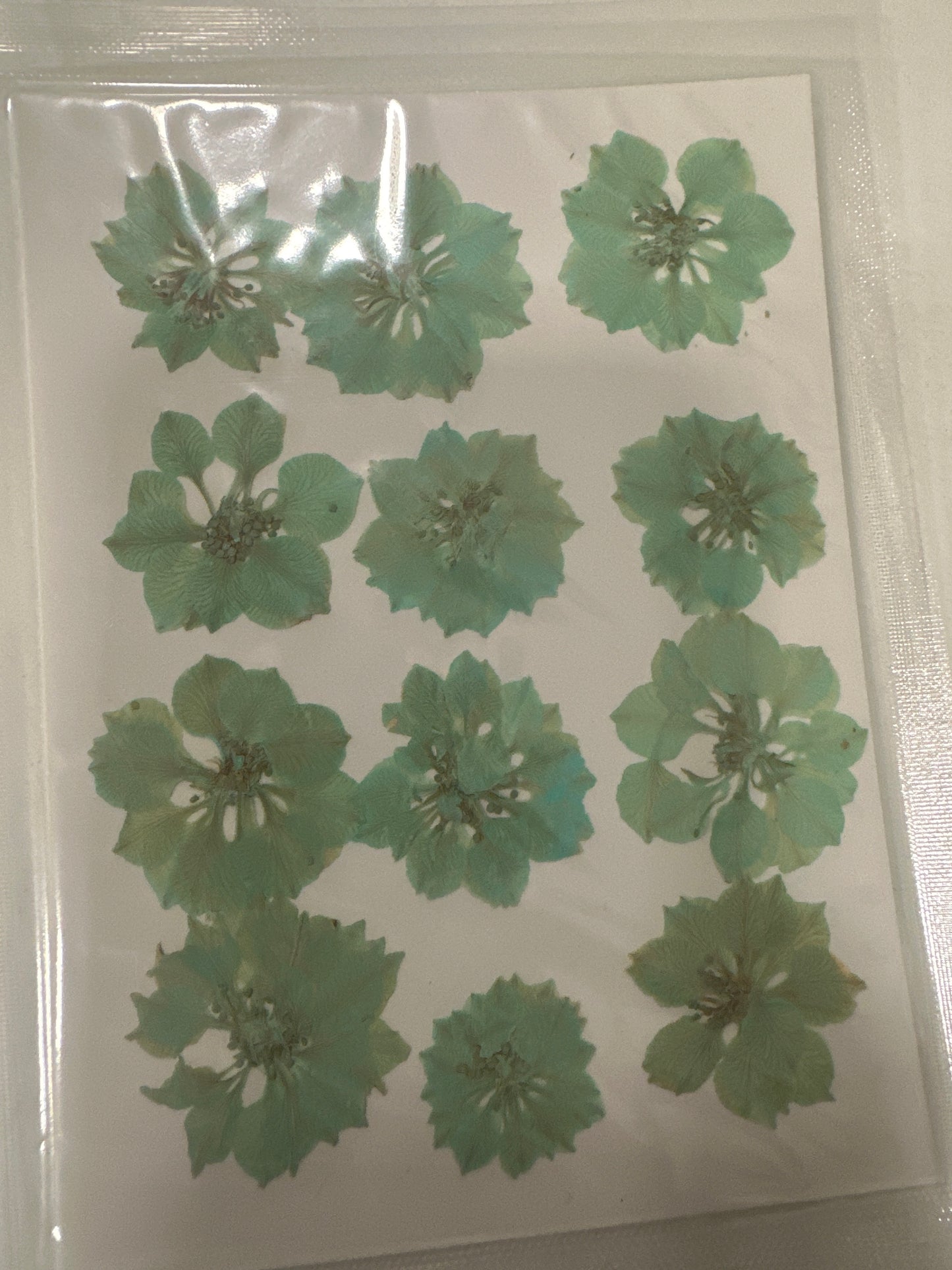 DF 07 Olive Pastel Green Houndstooth Pressed Dried Flower ( 1 pc ) Plain dried flower for Resin Art