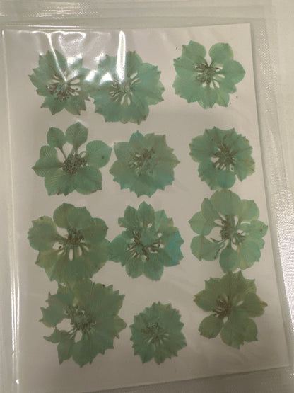 DF 07 Olive Pastel Green Houndstooth Pressed Dried Flower ( 1 pc ) Plain dried flower for Resin Art