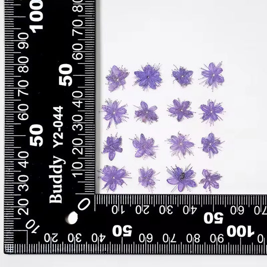 DF 50 Purple White Sandalwood Small Pressed Dried Flower ( 1 pc ) Plain dried flower for Resin Art