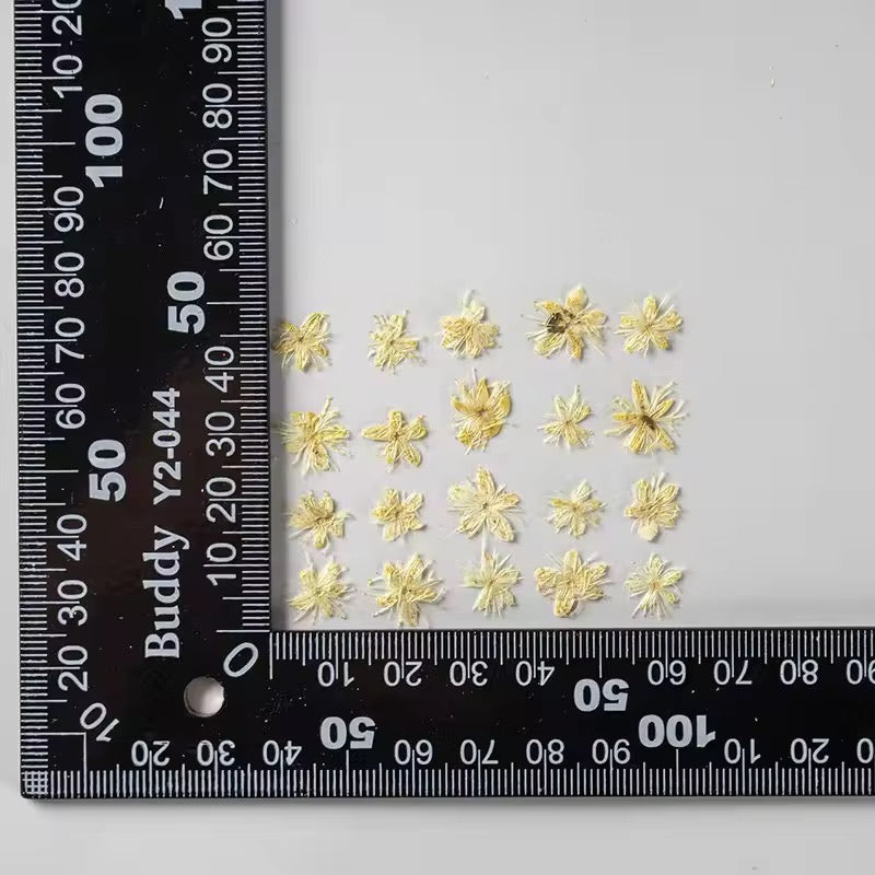 DF 51 White Sandalwood Small Pressed Dried Flower ( 1 pc ) Plain dried flower for Resin Art