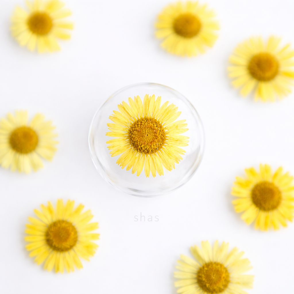 DF 02 Yellow Daisy Small Pressed Dried Flower ( 1 pc ) Plain dried flower for Resin Art
