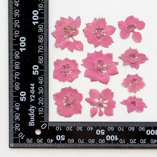 DF 21 Light Pink Houndstooth Pressed Dried Flower ( 1 pc ) plain dried flower for Resin Art
