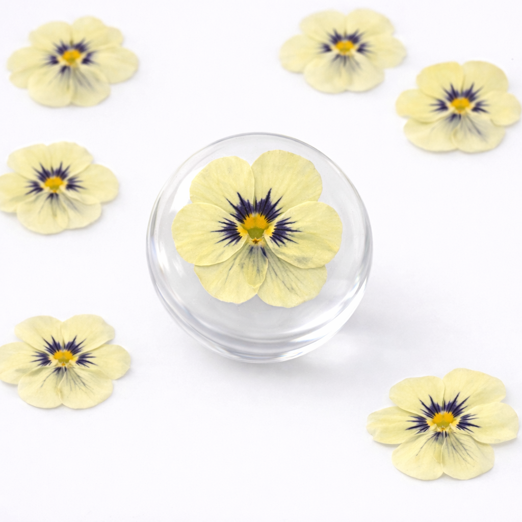 DF 47 Viola pansy violet Pressed Dried Flower ( 1 pc ) plain dried flower for Resin Art