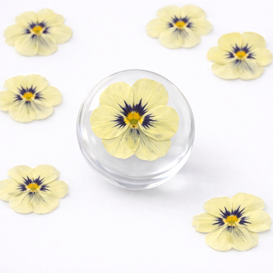 DF 47 Viola pansy violet Pressed Dried Flower ( 1 pc ) plain dried flower for Resin Art