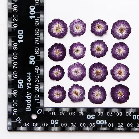 DF 67 Purple Rose Pressed Dried Flower ( 1 pc ) plain dried flower for Resin Art