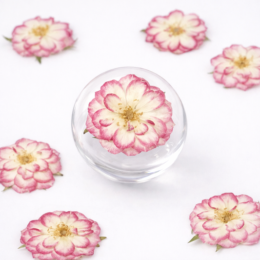 DF 48 Rose Pressed Dried Flower ( 1 pc ) plain dried flower for Resin Art