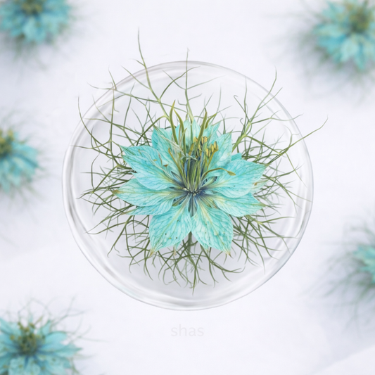 DF 43 Light Blue Jasmine Pressed Dried Flower ( 1 pc ) Plain dried flower for Resin Art