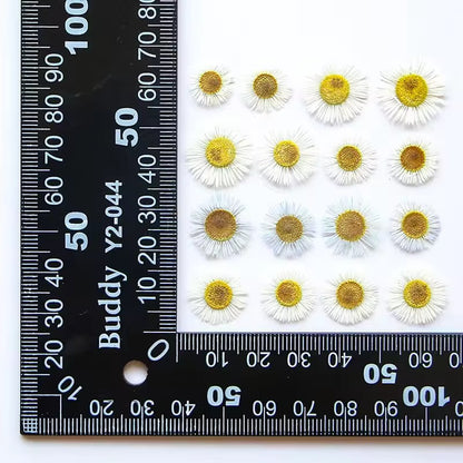 DF 42 White Daisy Small Pressed Dried Flower ( 1 pc ) plain dried flower for Resin Art