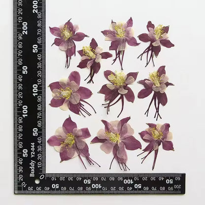 DF 37 Columbine Pressed Dried Flower ( 1 pc ) plain dried flower for Resin Art