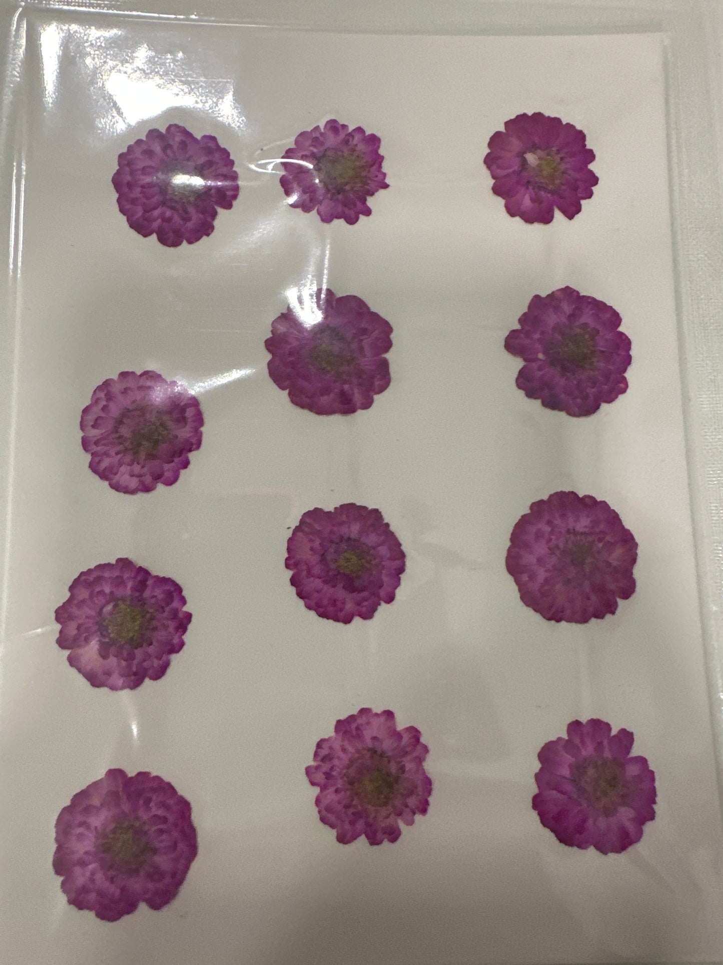 DF 17 Purple Double Flowered Chamomile Pressed Dried Flower ( 1 pc ) plain dried flower for Resin Art