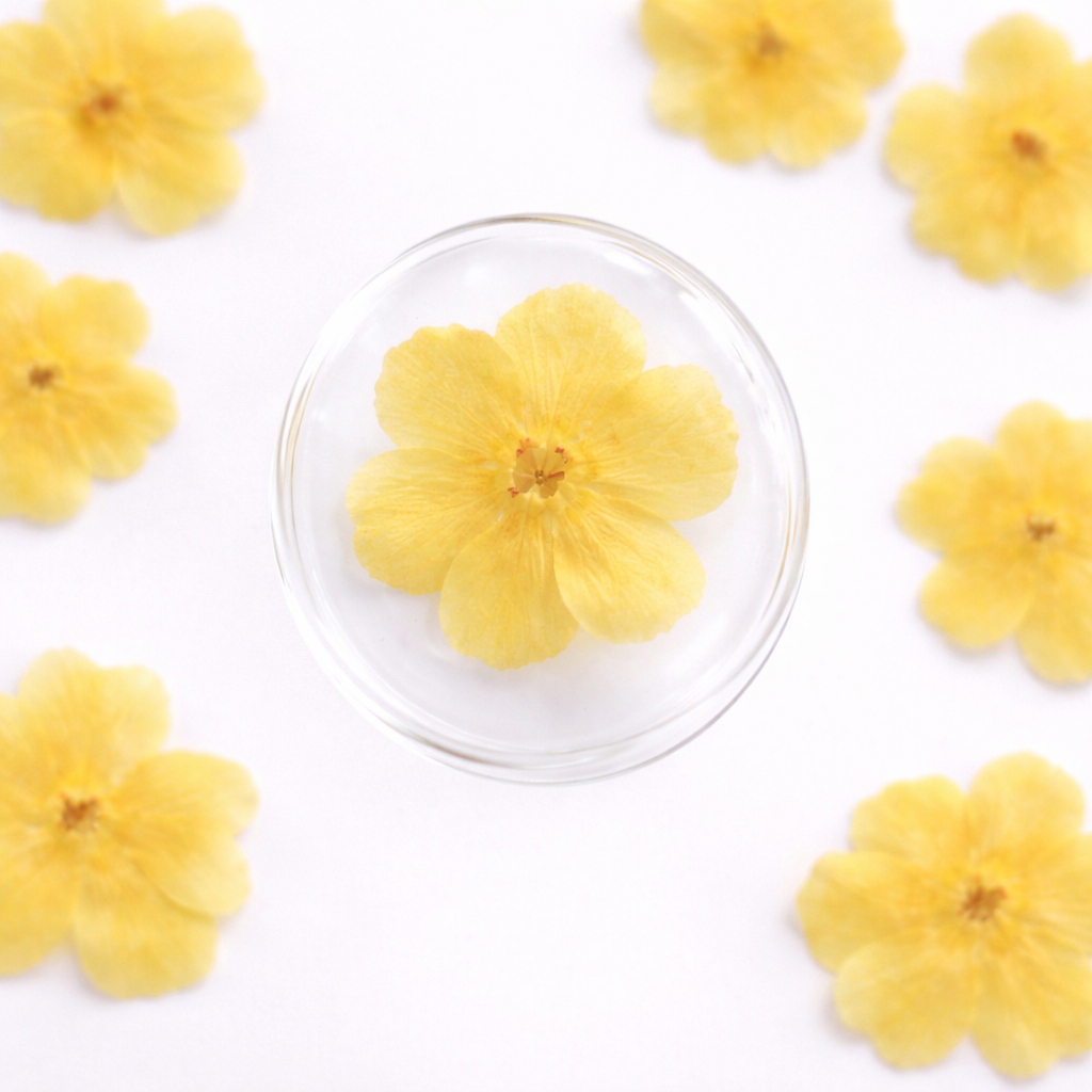 DF 29 Winter jasmine Pressed Dried Flower ( 1 pc ) plain dried flower for Resin Art