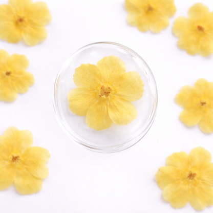 DF 29 Winter jasmine Pressed Dried Flower ( 1 pc ) plain dried flower for Resin Art