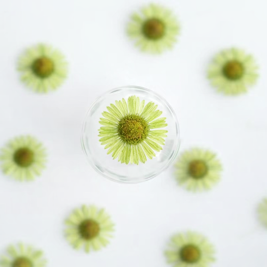 DF 01 Green Daisy Small Pressed Dried Flower ( 1 pc ) Plain dried flower for Resin Art