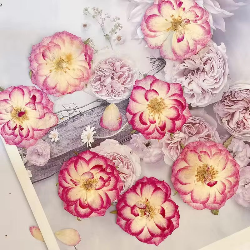 DF 48 Rose Pressed Dried Flower ( 1 pc ) plain dried flower for Resin Art