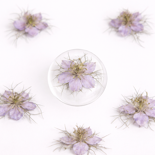 DF 64 Purple White Jasmine Pressed Dried Flower ( 1 pc ) Plain dried flower for Resin Art