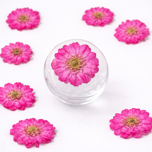 DF 45 Pink Double Flowered Chamomile Pressed Dried Flower ( 1 pc ) plain dried flower for Resin Art
