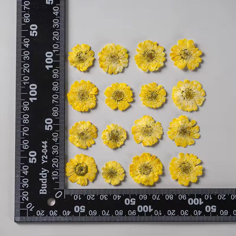 DF 32 Yellow Double Flowered Chamomile Pressed Dried Flower ( 1 pc ) plain dried flower for Resin Art