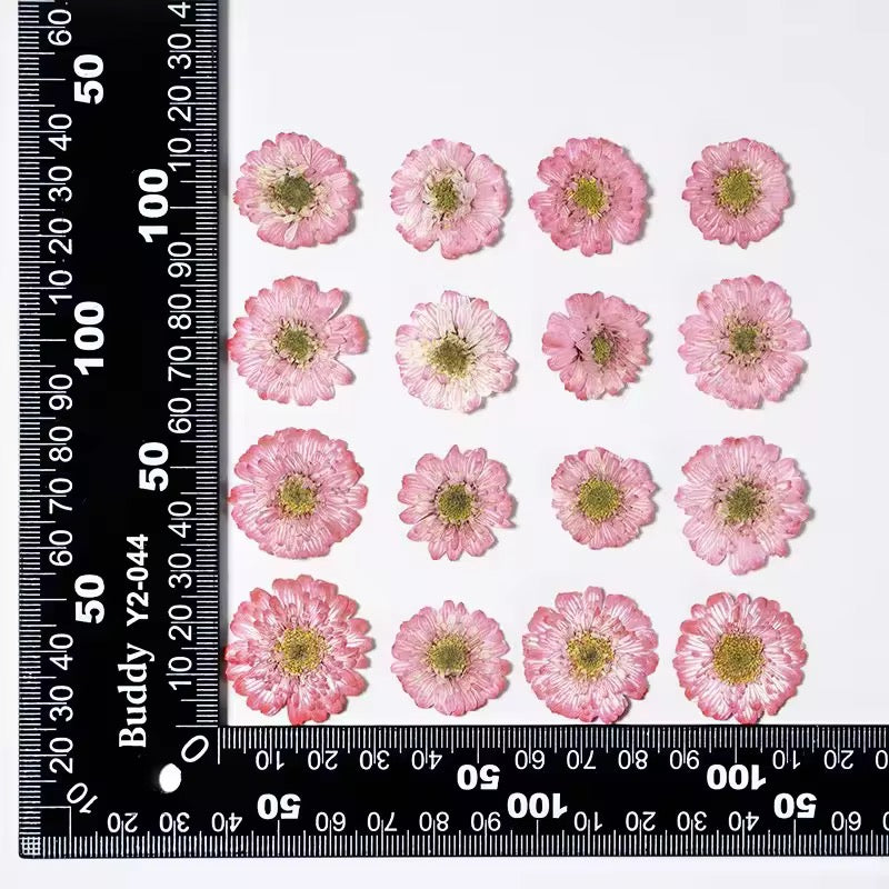 DF 45 Pink Double Flowered Chamomile Pressed Dried Flower ( 1 pc ) plain dried flower for Resin Art