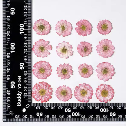 DF 45 Pink Double Flowered Chamomile Pressed Dried Flower ( 1 pc ) plain dried flower for Resin Art