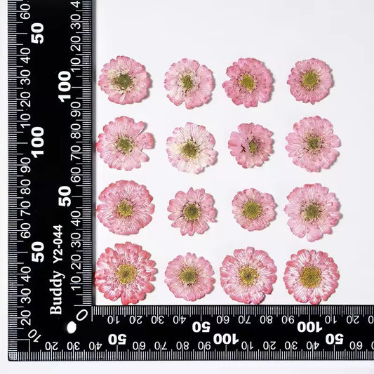 DF 45 Pink Double Flowered Chamomile Pressed Dried Flower ( 1 pc ) plain dried flower for Resin Art