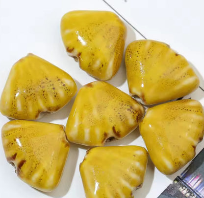 BBB 216 (f) Mustard Yellow Fan Shell Porcelian Ceramic bead ( 1 pc ) High Shine ( 18:23 mm )