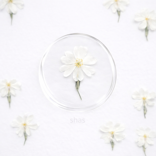 DF 27 White Phlox with Leaves Pressed Dried Flower ( 1 pc ) plain dried flower for Resin Art