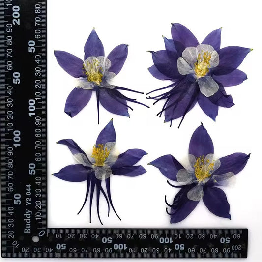 DF 25 Purple Columbine Pressed Dried Flower ( 1 pc ) plain dried flower for Resin Art