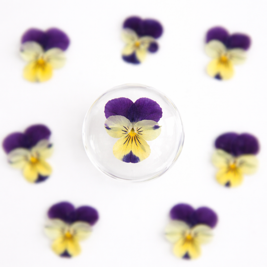 DF 58 Viola pansy violet Pressed Dried Flower ( 1 pc ) plain dried flower for Resin Art