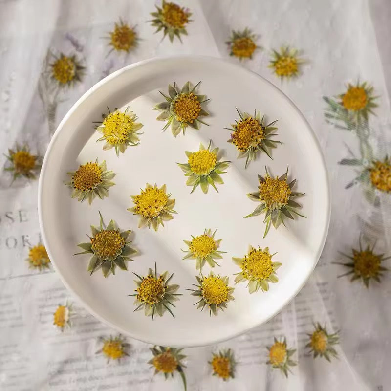 DF 26 Gesang Pressed Dried Flower ( 1 pc ) plain dried flower for Resin Art