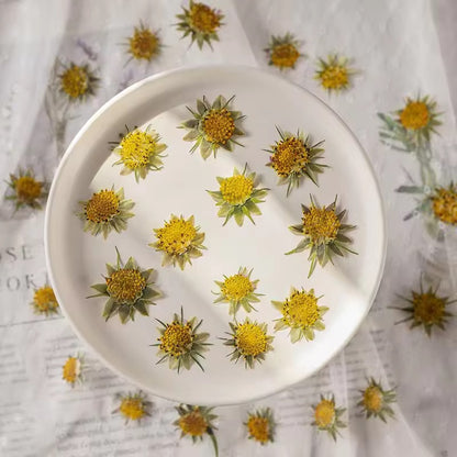 DF 26 Gesang Pressed Dried Flower ( 1 pc ) plain dried flower for Resin Art