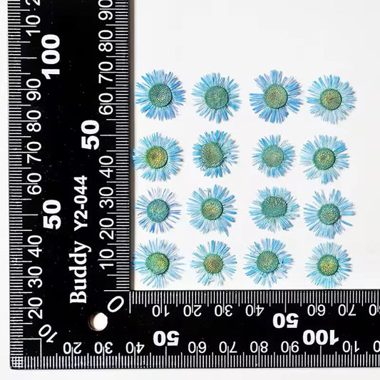 DF 41 Blue Daisy Small Pressed Dried Flower ( 1 pc ) plain dried flower for Resin Art