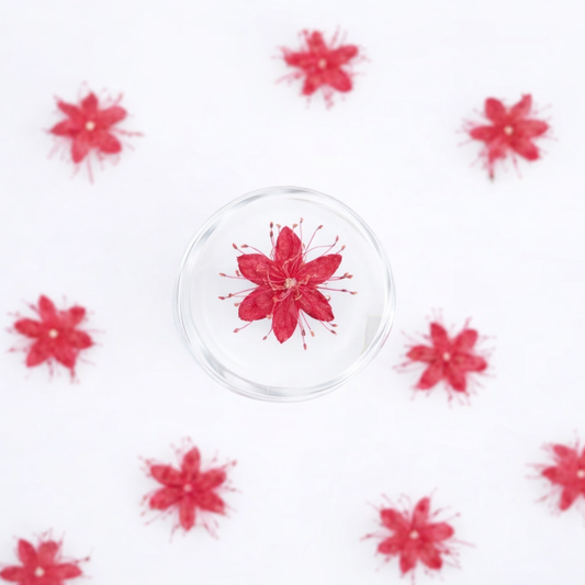 DF 52 Red White Sandalwood Small Pressed Dried Flower ( 1 pc ) Plain dried flower for Resin Art