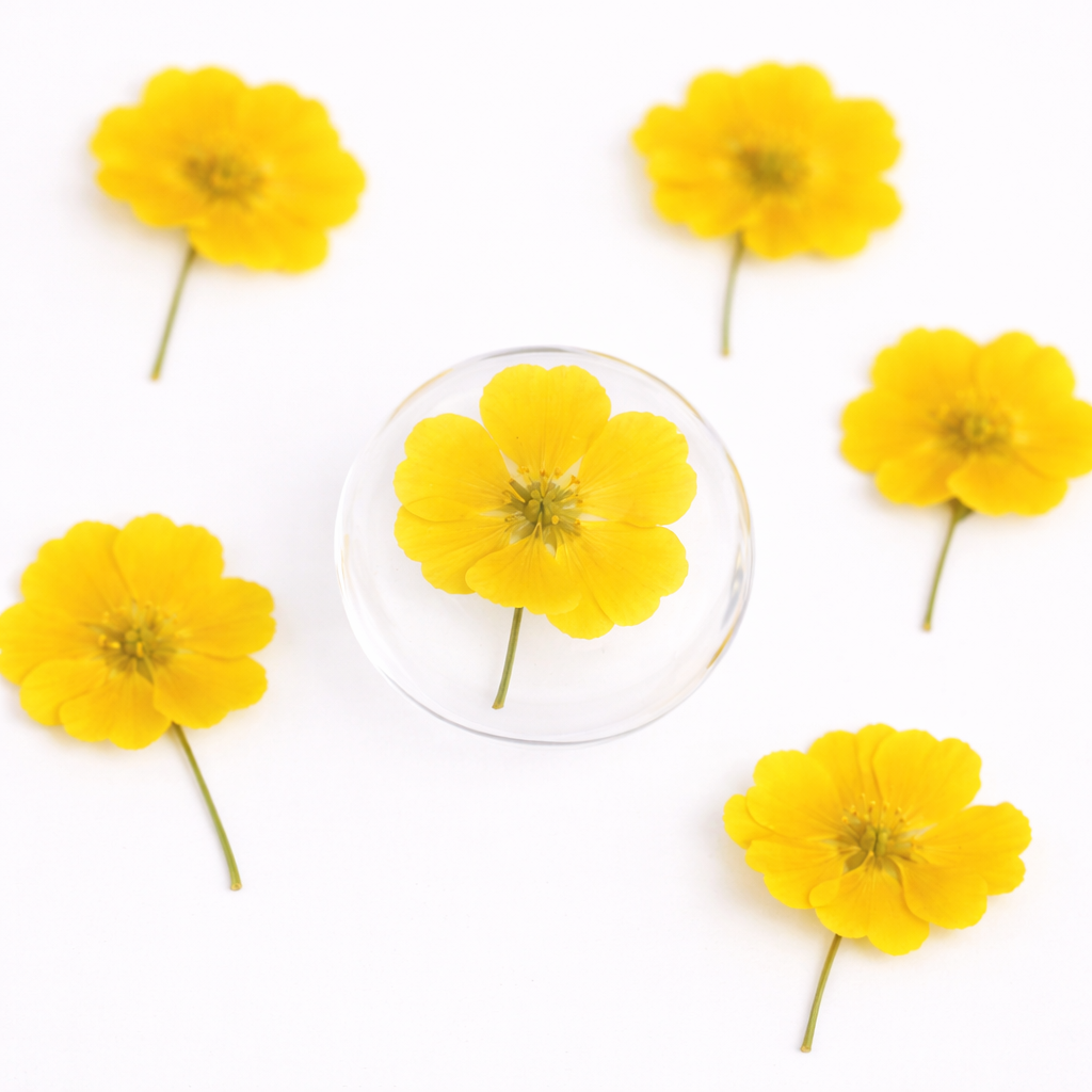 DF 68 Yellow Primrose Pressed Dried Flower ( 1 pc ) plain dried flower for Resin Art