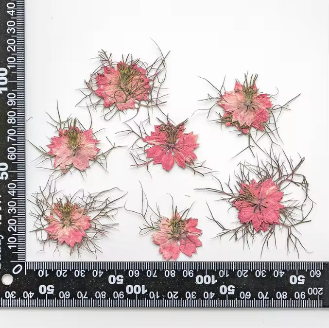 DF 31 Bright Pink Jasmine Pressed Dried Flower ( 1 pc ) Plain dried flower for Resin Art