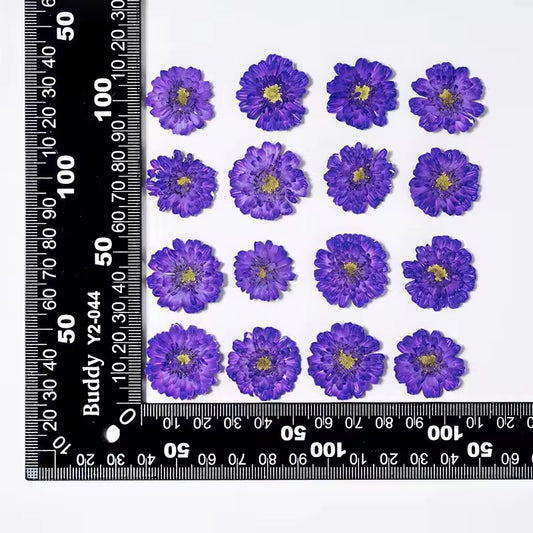 DF 46 Deep Purple Double Flowered Chamomile Pressed Dried Flower ( 1 pc ) plain dried flower for Resin Art