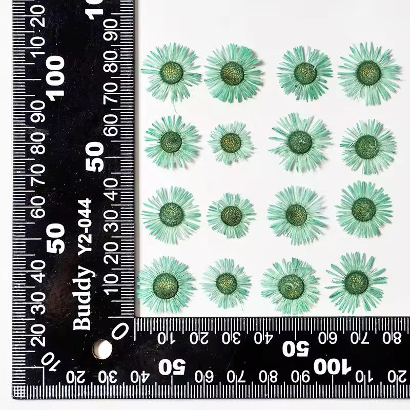 DF 19 Green Daisy Small Pressed Dried Flower ( 1 pc ) plain dried flower for Resin Art