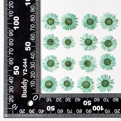 DF 19 Green Daisy Small Pressed Dried Flower ( 1 pc ) plain dried flower for Resin Art