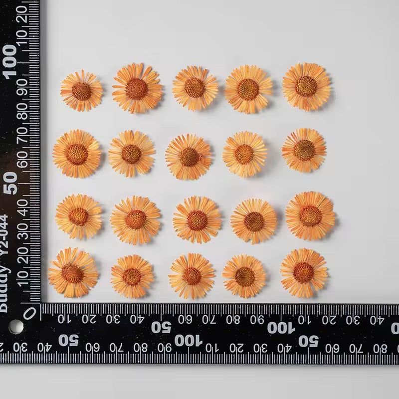 DF 33 Orange Daisy Small Pressed Dried Flower ( 1 pc ) plain dried flower for Resin Art