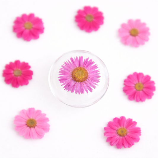DF 63 Bright Pink Daisy Small Pressed Dried Flower ( 1 pc ) plain dried flower for Resin Art