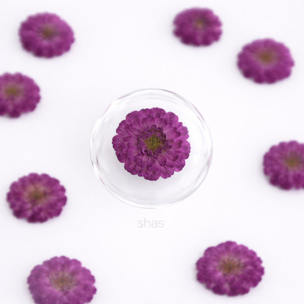 DF 17 Purple Double Flowered Chamomile Pressed Dried Flower ( 1 pc ) plain dried flower for Resin Art