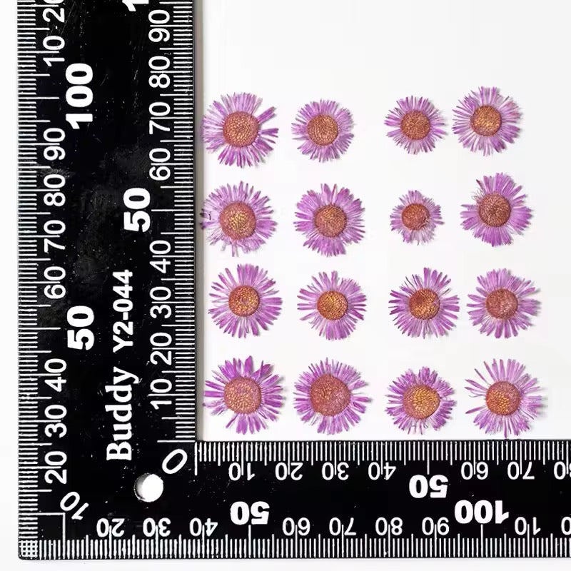DF 62 Light Purple Daisy Small Pressed Dried Flower ( 1 pc ) plain dried flower for Resin Art