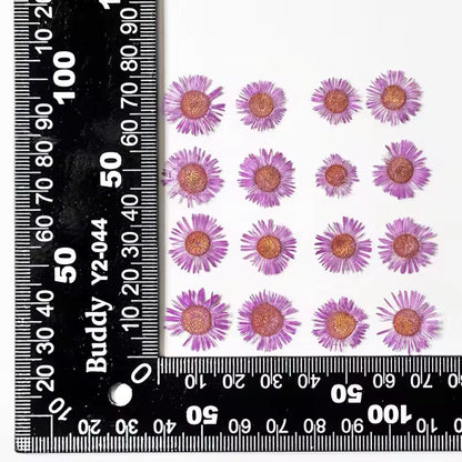 DF 62 Light Purple Daisy Small Pressed Dried Flower ( 1 pc ) plain dried flower for Resin Art