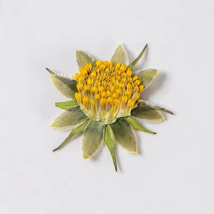 DF 26 Gesang Pressed Dried Flower ( 1 pc ) plain dried flower for Resin Art