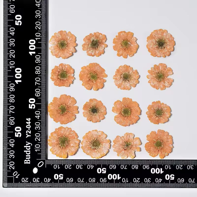 DF 44 Orange Double Flowered Chamomile Pressed Dried Flower ( 1 pc ) plain dried flower for Resin Art